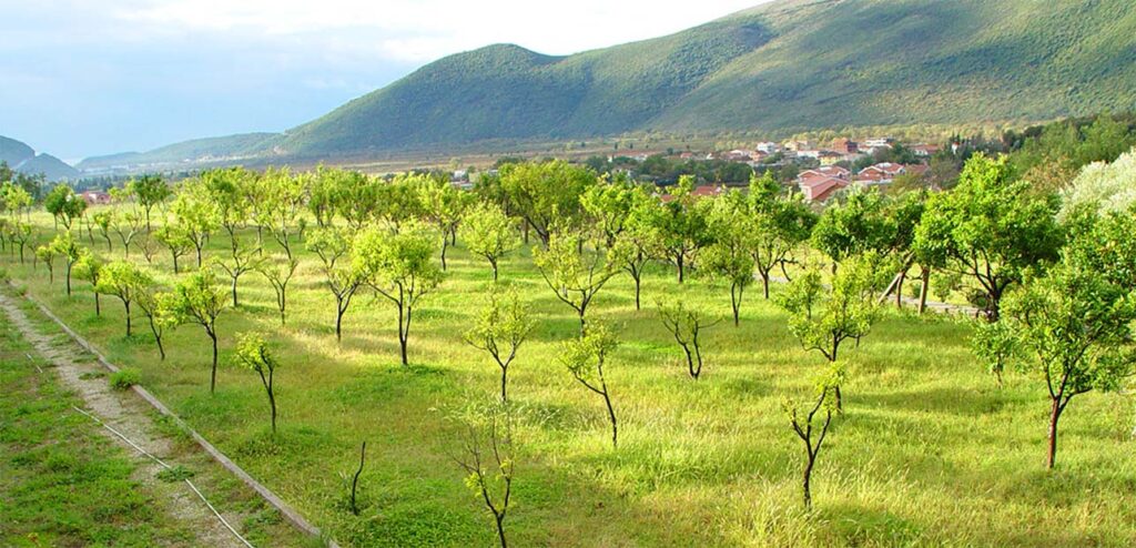 Prodaja projekat u Lastvi Grbaljskoj 11