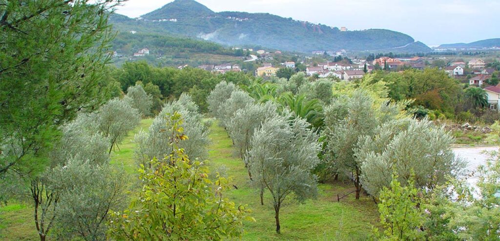 Prodaja projekat u Lastvi Grbaljskoj 13